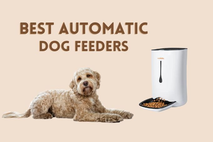 Best automatic dog feeders