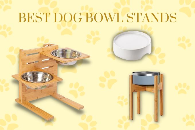 Best dog bowl stands
