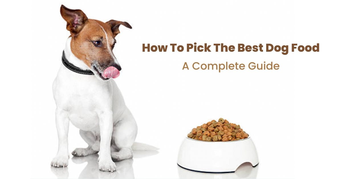 How To Pick The Best Dog Food - A Complete Guide | The Paw Review