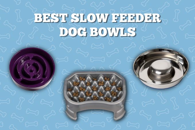 Best slow feeder dog bowls 2