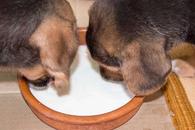 Can dogs drink milk?