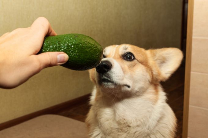 Can dogs eat avocado