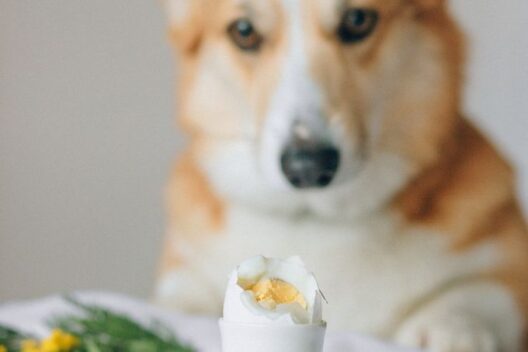 Can dogs eat eggs