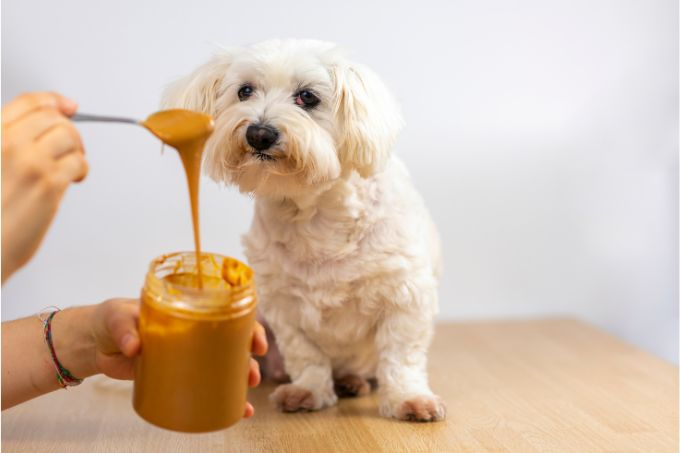 Can dogs eat peanut butter