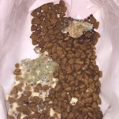 Dog food with mold