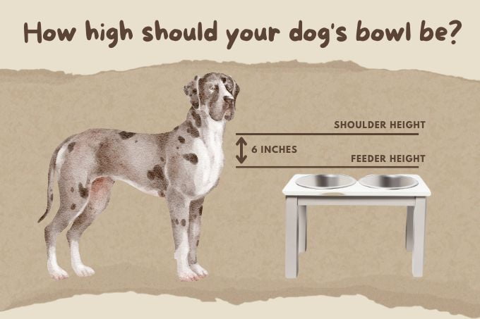 How high should your dog's bowl be?