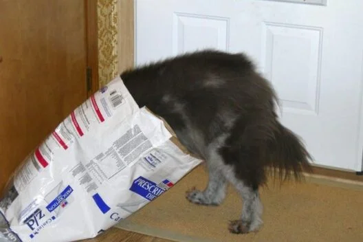 How to store dog food