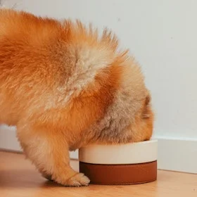Small dog eating