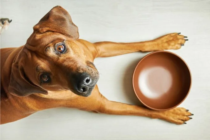 What Kind Of Bowl Is Best For Dogs