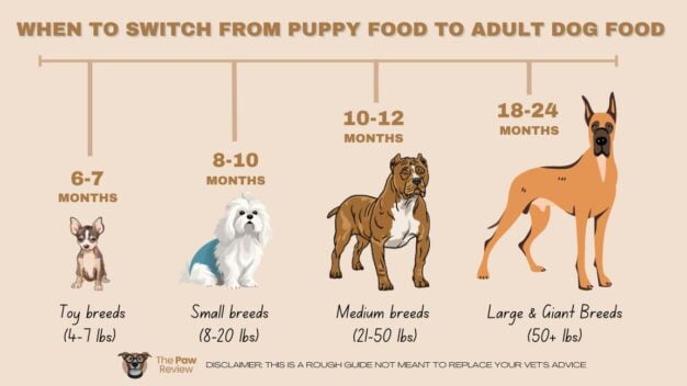 When To Switch From Puppy Food To Adult Dog Food