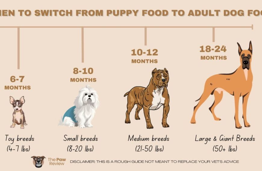 When To Switch From Puppy Food To Adult Dog Food